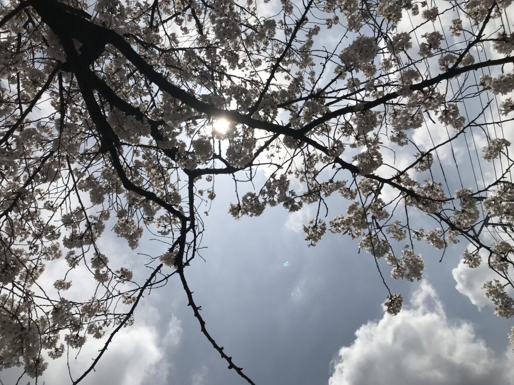 ようやく桜をゆっくりと 写真