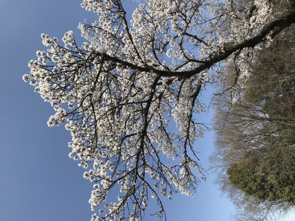 新鮮な気持ち 写真