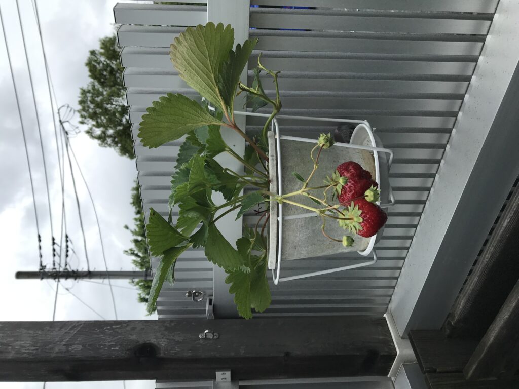 自宅で作って食べられる 写真