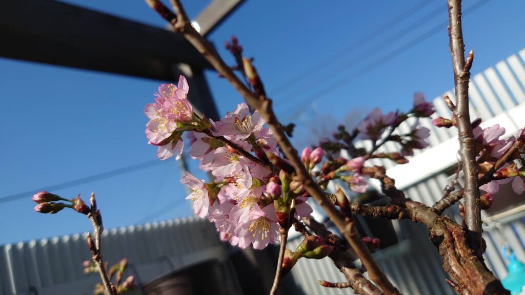 春を感じる 写真