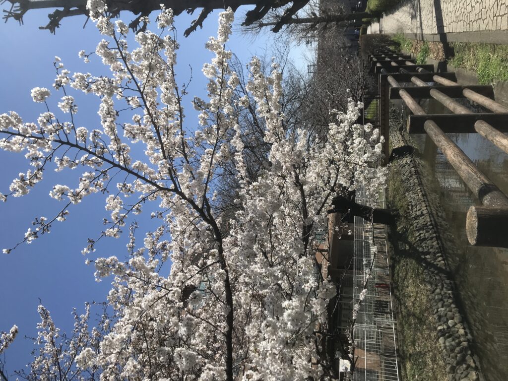 雨 写真