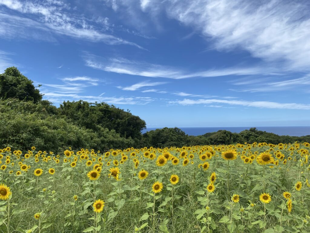 ４年ぶりに 写真