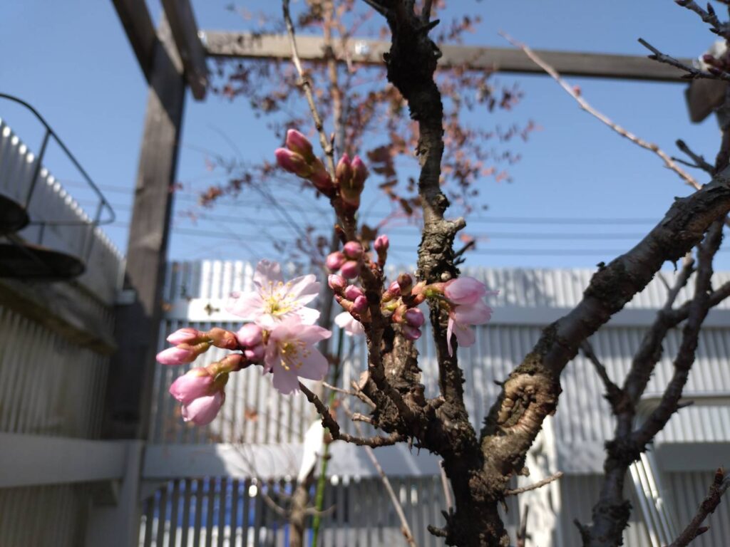 開花発表！ 写真