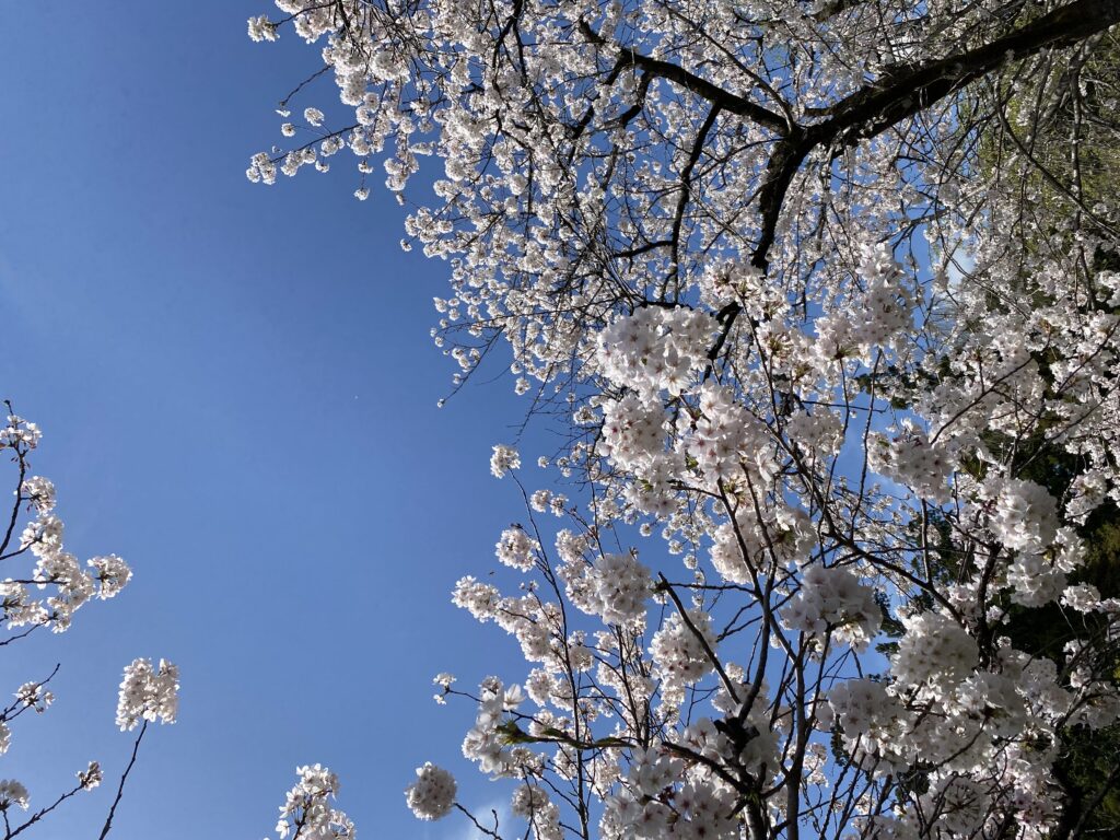 自分の生きがい 写真