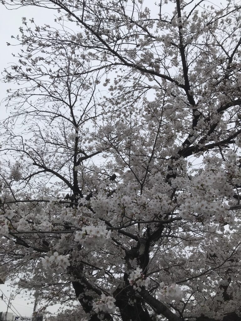 大分咲きましたね 写真