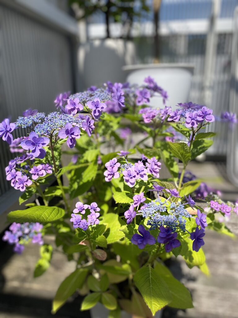 紫陽花 写真