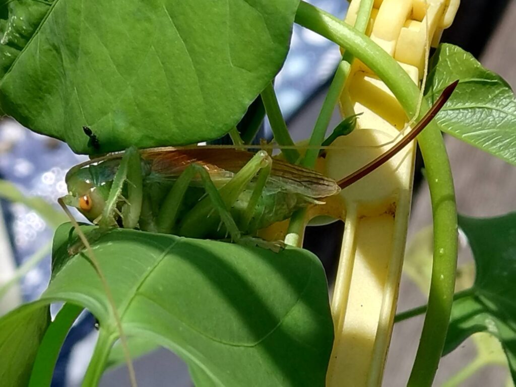 コロギス 写真