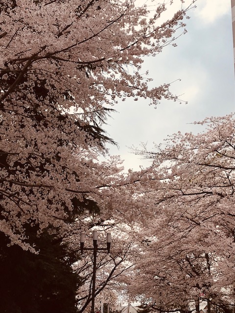 sakura 画像