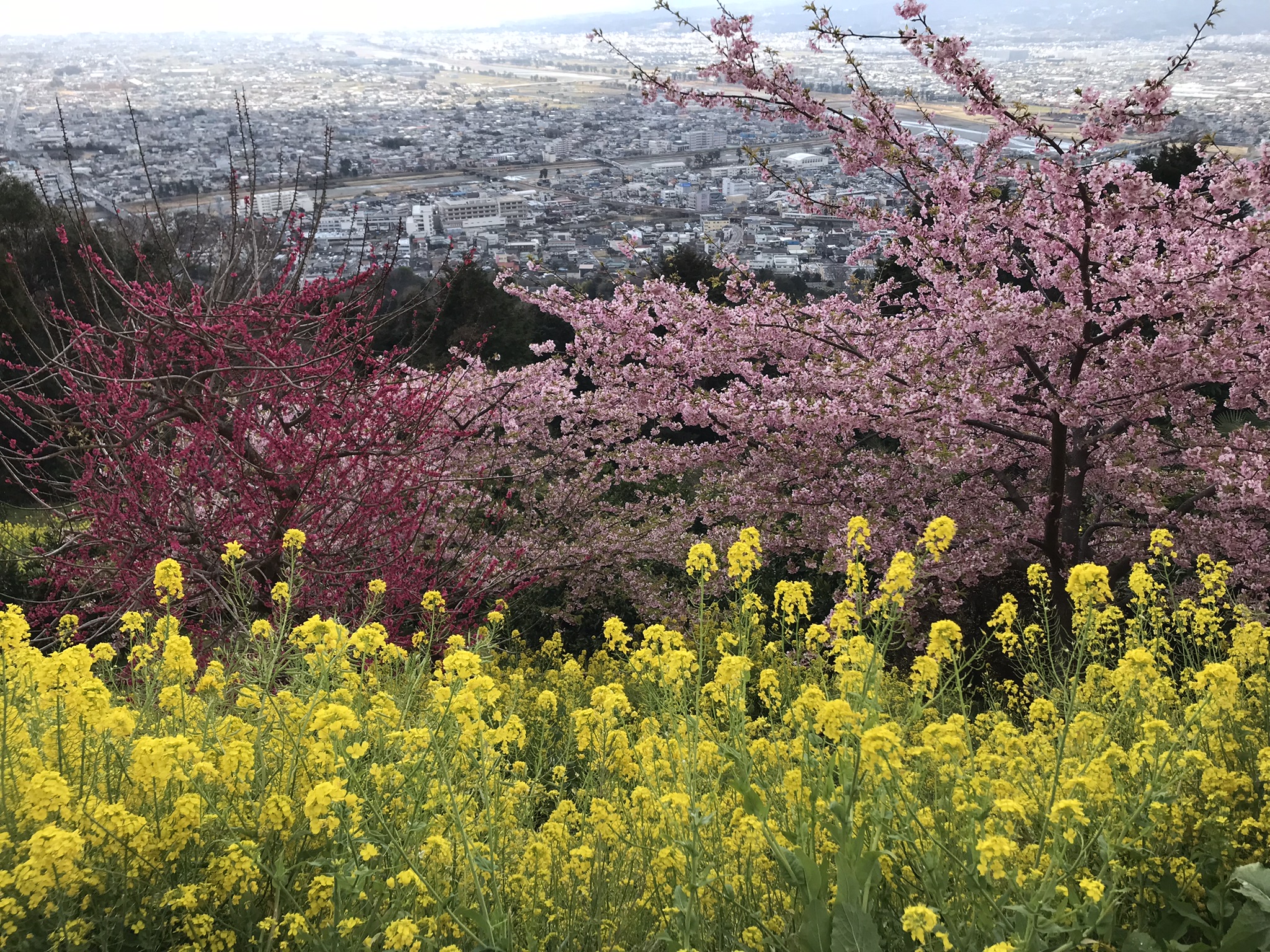 河津桜 アイキャッチ画像