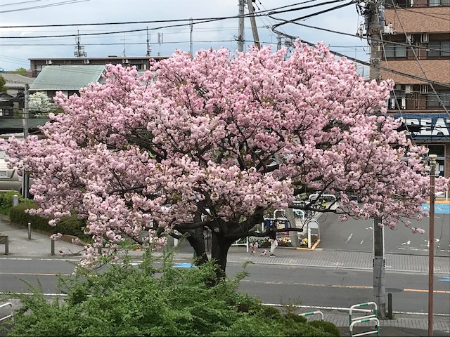 sakuraⅡ アイキャッチ画像