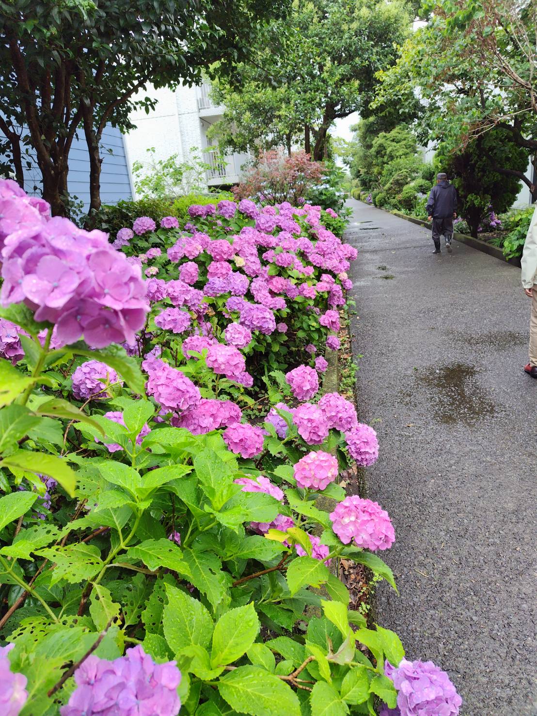 紫陽花 アイキャッチ画像