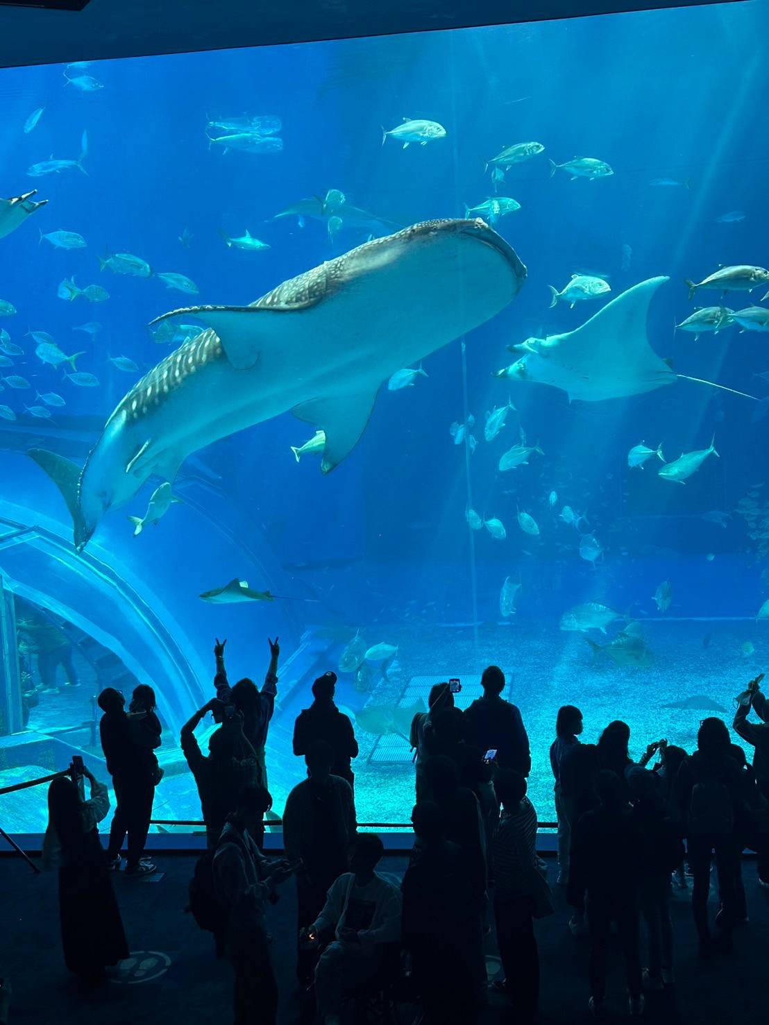 「美ら海水族館」 アイキャッチ画像